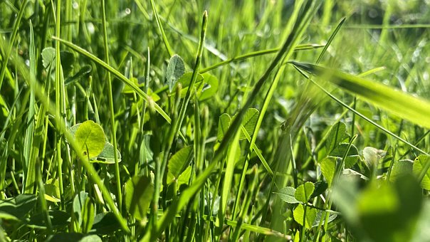Free Grass Meadow photo and picture