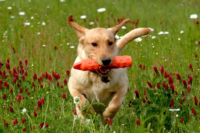 Free Dog Labrador photo and picture