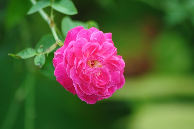 Free Rose Flower photo and picture