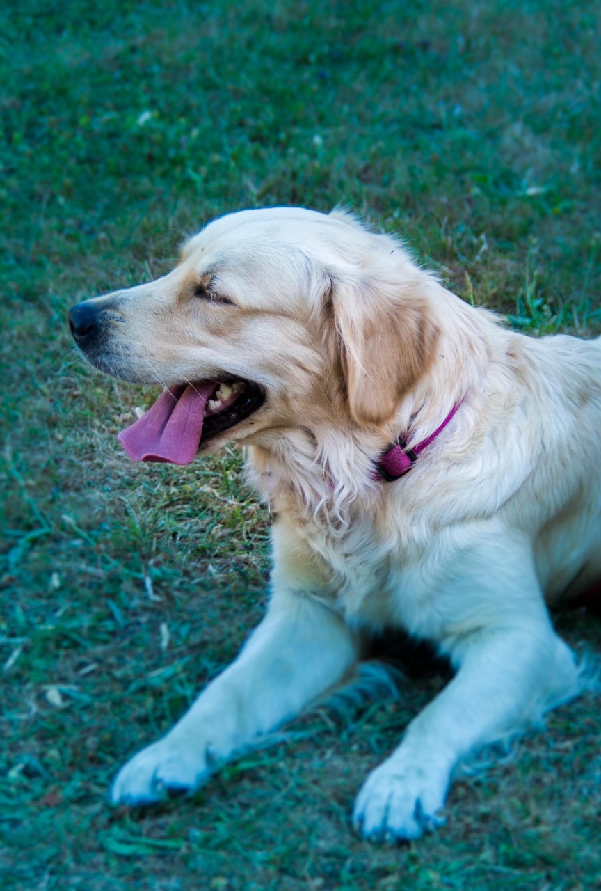 Golden Retriever Hund Gras Kostenloses Foto auf Pixabay Pixabay