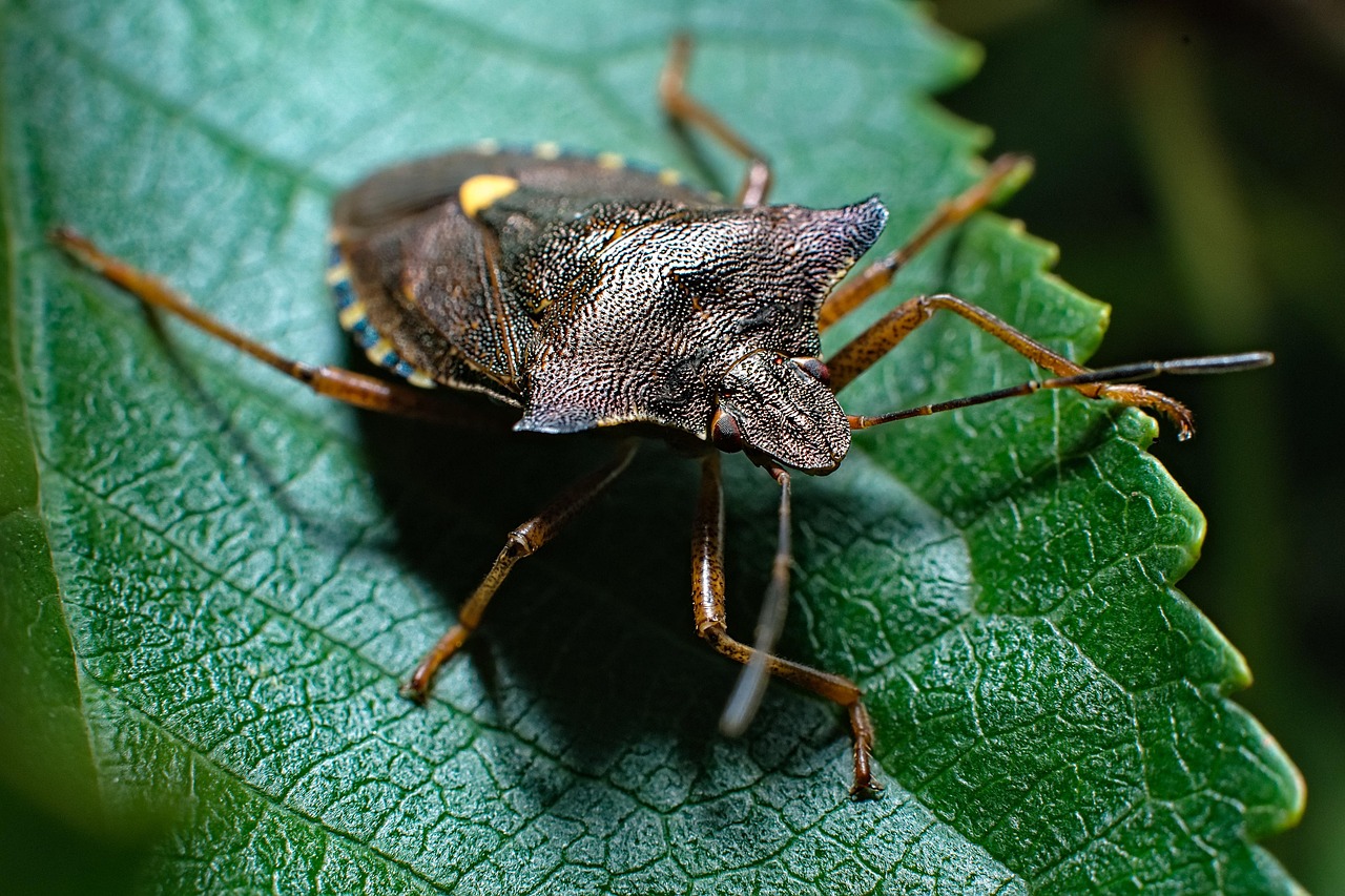Insect Beetle Entomology - Free photo on Pixabay - Pixabay