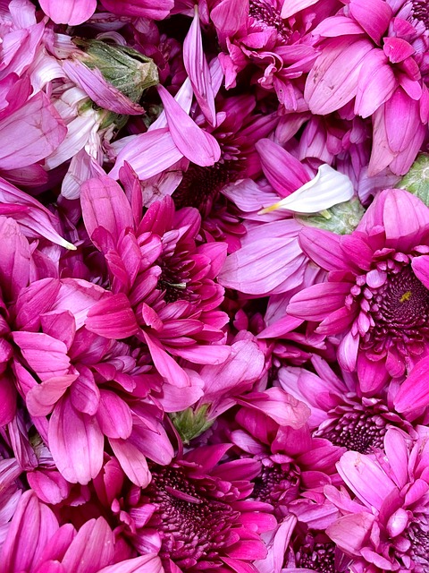 Blume, Natur, Rose, Farbe, Pflanze
