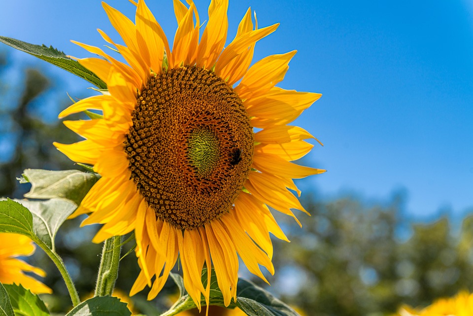Girassol Botânica Verão - Foto gratuita no Pixabay