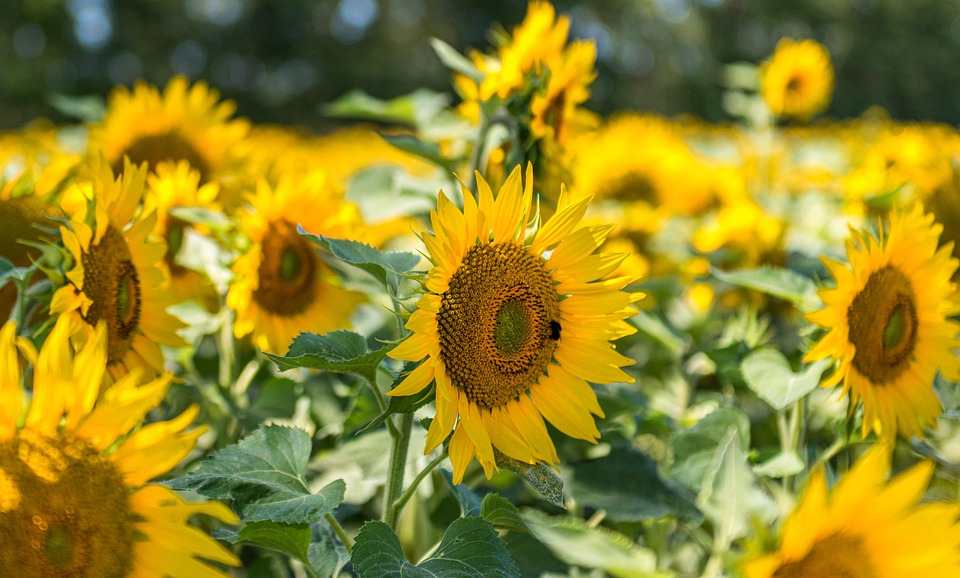 Blommor Botanik Solrosor Gratis Foto P Pixabay Blommor Botanik Solrosor Gratis Foto P Pixabay