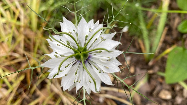 Free Nigella Jungfer Im Grünen photo and picture
