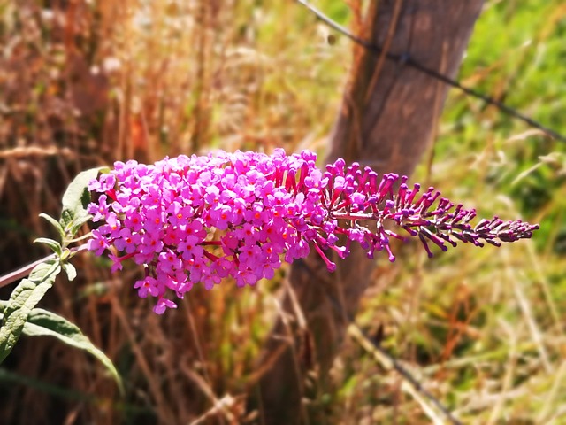 Blomst, Lyserød, Sommer, Natur