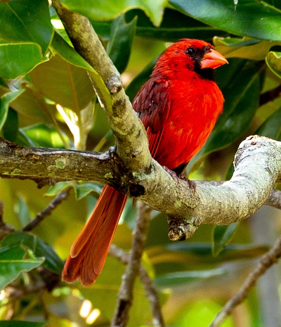 Kardinal, Vogel, Natur, Männlich, Rot