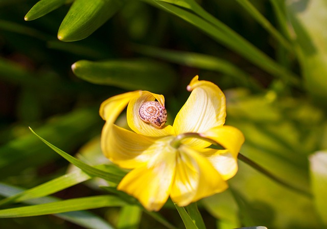 Blume, Schnecke, Gelbe Blume, Garten