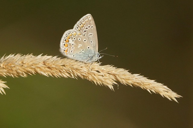 Free Butterfly Insect photo and picture