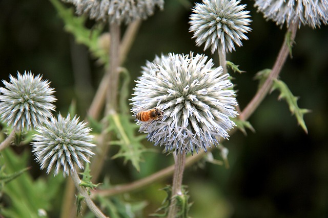 Free Weeds Flowers photo and picture