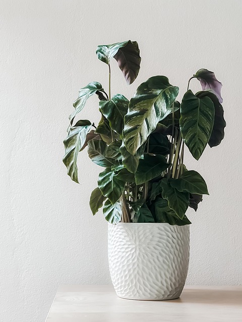 室内植物, 盆花, 装饰风格, 自然, 叶子, 植物, 室内植物, 室内植物 室内植物, 盆花, 装饰风格, 自然, 叶子, 植物, 室内植物, 室内植物