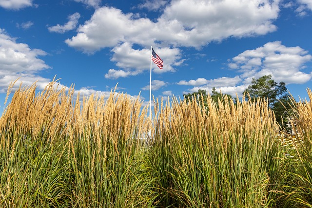 Flag Reeds 10,000+ Free Reeds Flag & Reed Images - Pixabay