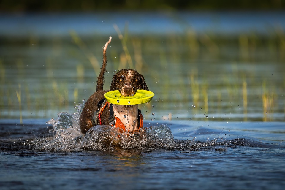 dog-7367946_960_720.jpg