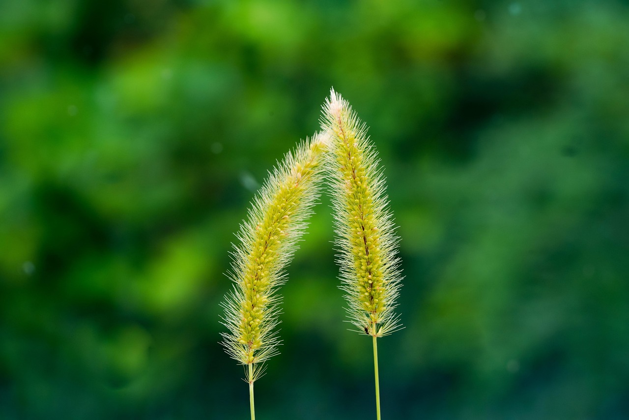 강아지풀 Flower 아름다운 - Pixabay의 무료 사진 - Pixabay
