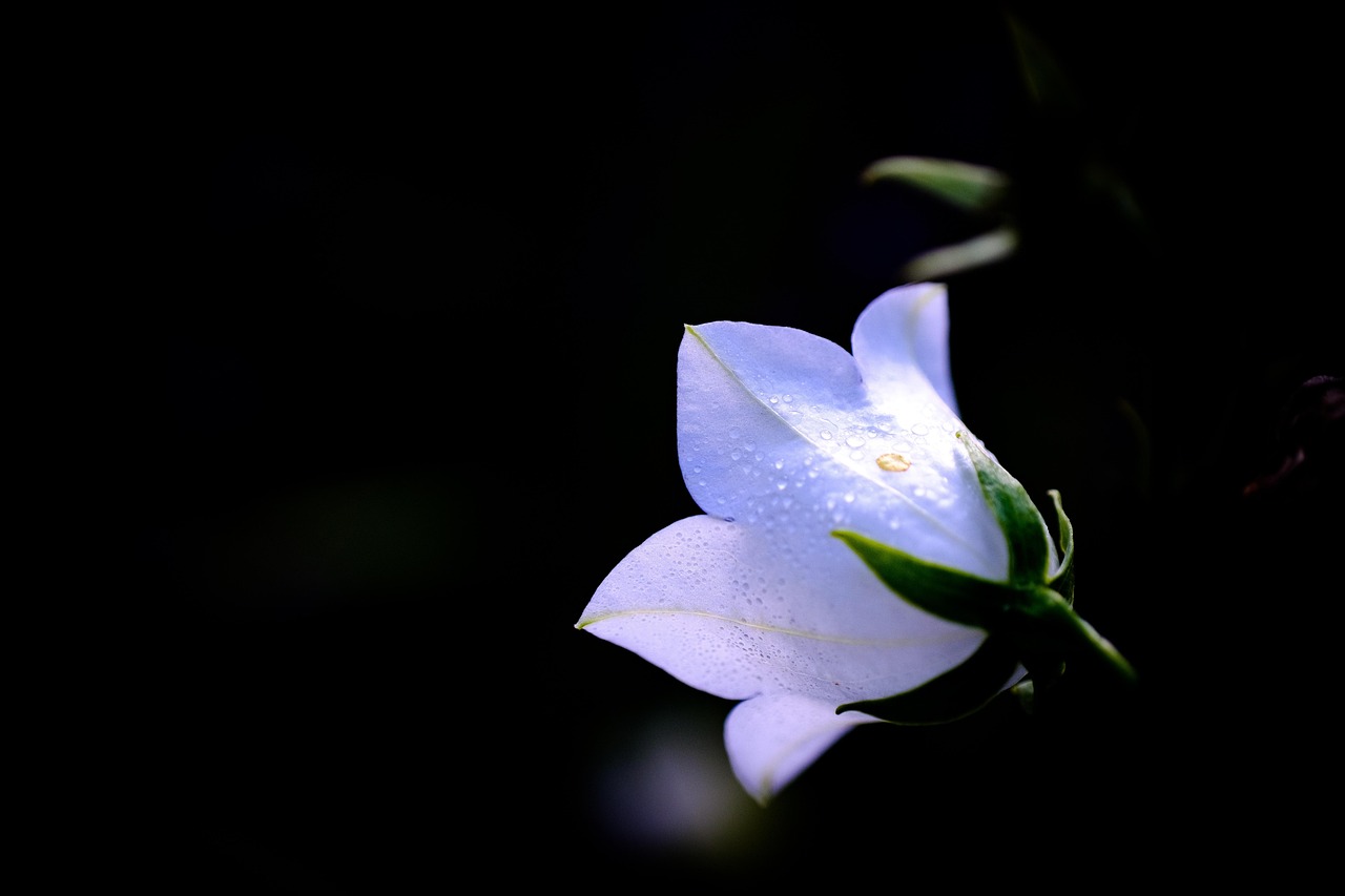 Natureza Flor Botão - Foto gratuita no Pixabay - Pixabay