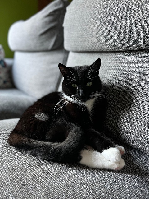 Free Cat Black photo and picture