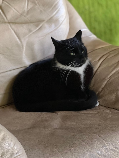 Free Cat Black photo and picture