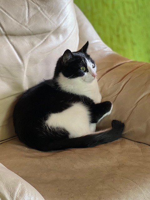 Free Cat Black photo and picture
