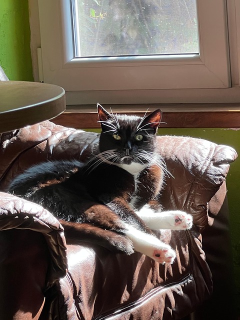 Free Cat Black photo and picture