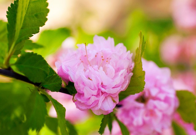 Rose, Blumen Hintergrund, Blumentapete