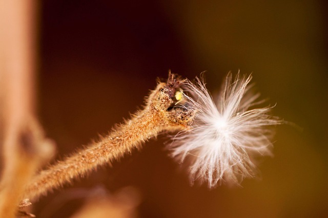 Löwenzahn, Makro, Natur, Makrofotografie