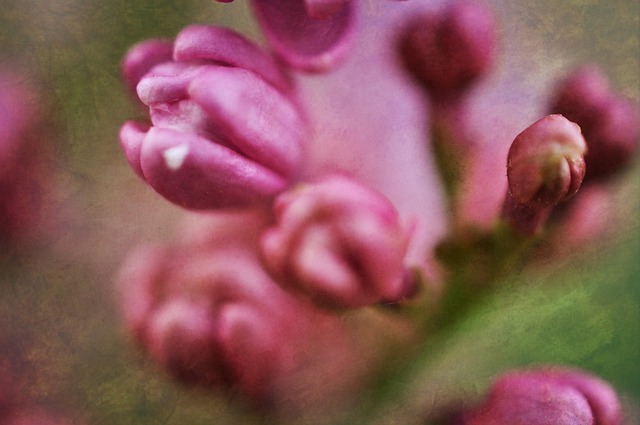 Makro, Natur, Blumen, Garten, Pflanze