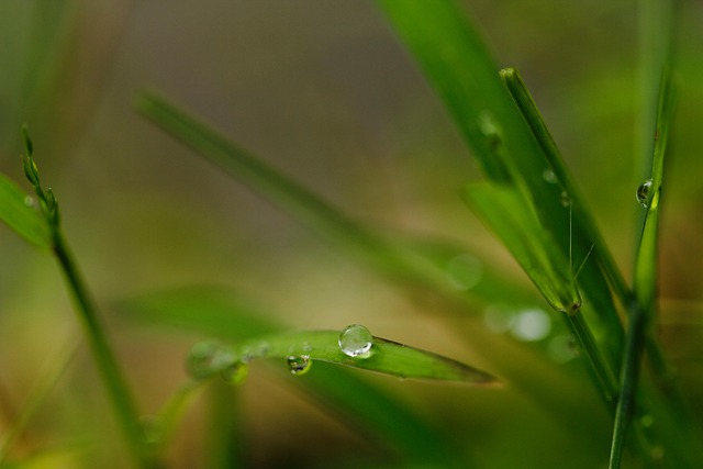 Makro, Bokeh, Natur, Regn, Regndråbe