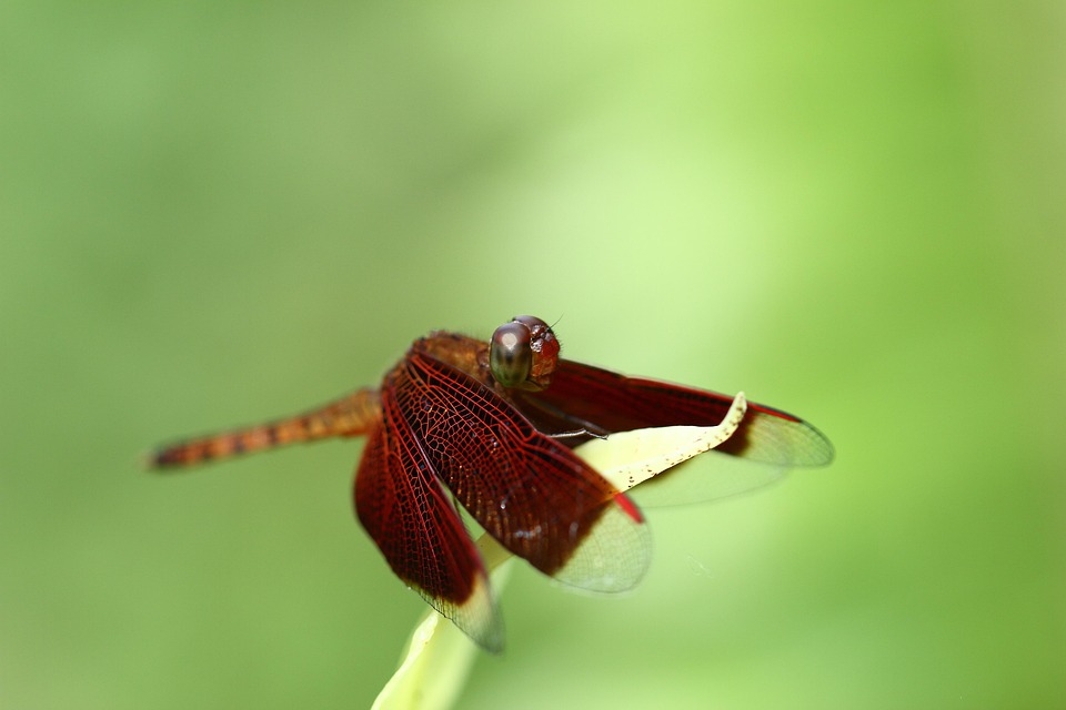 dragonfly-7368442_960_720.jpg