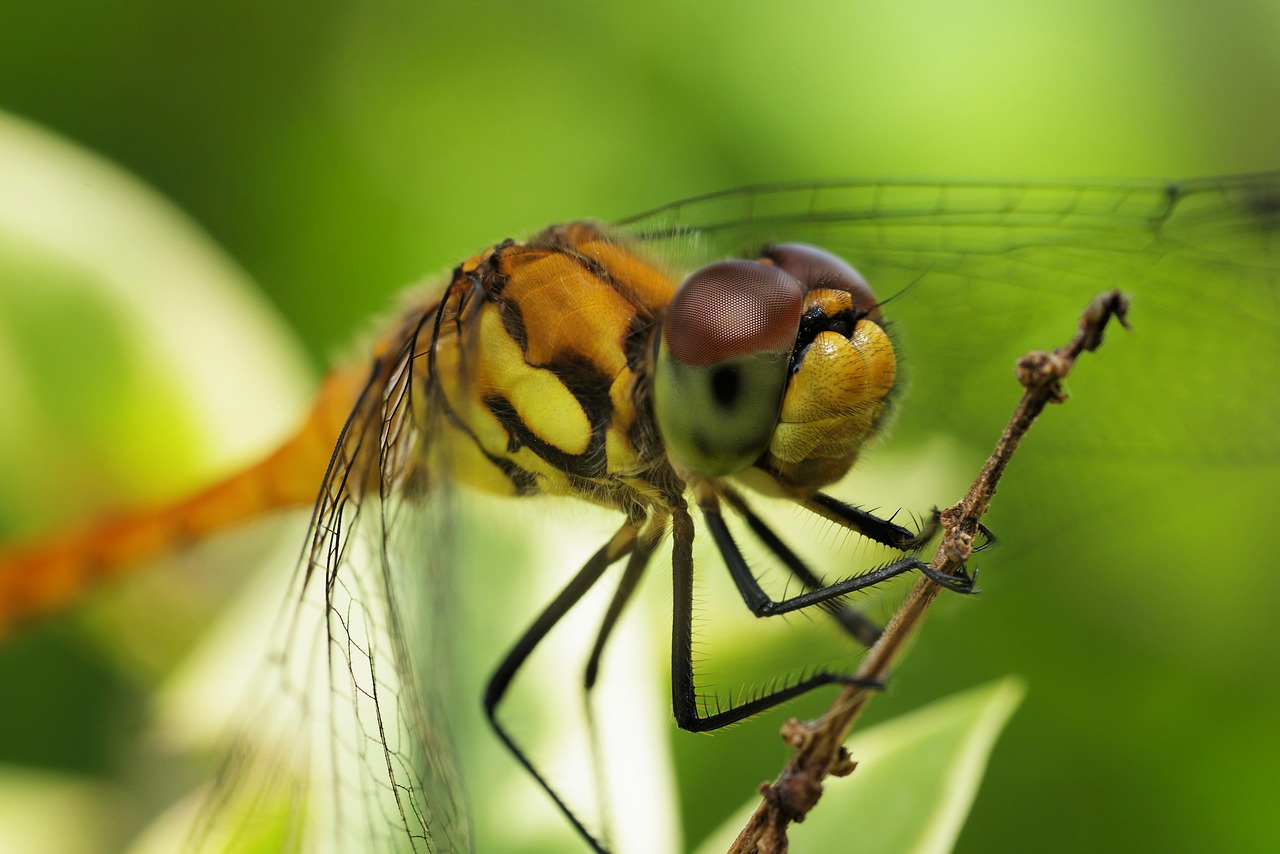 Dragonfly Insect Nature - Free photo on Pixabay