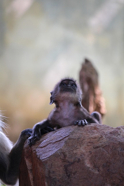 Free Monkey Animal photo and picture