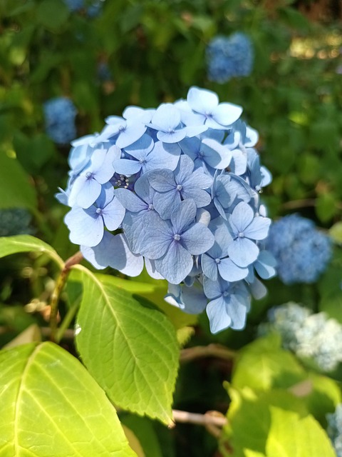 Hydranger, Blume, Blau, Blatt, Blätter