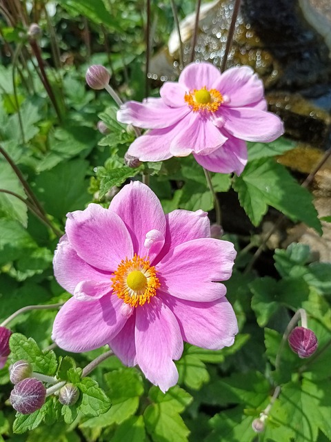 Anemone, Blume, Rosa, Zwei, Sommer