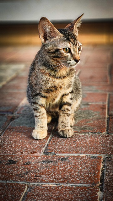 Free Animal Cat photo and picture