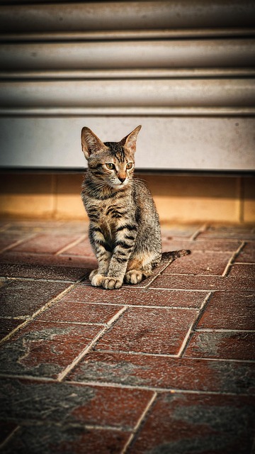 Free Cat Animal photo and picture