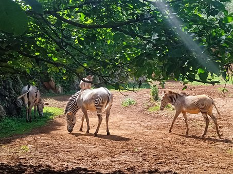 Zebras, Zebra, Tiere, Herde, Fauna