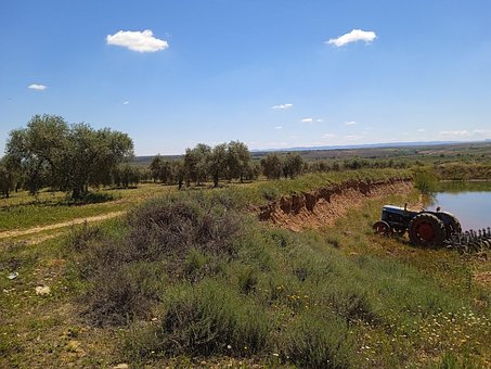Traktor, Oliven, Anbau, Landwirtschaft