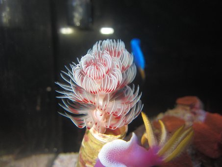 Free Reefs Coral photo and picture