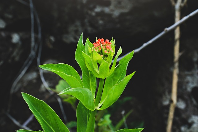 Free Plant Flower photo and picture