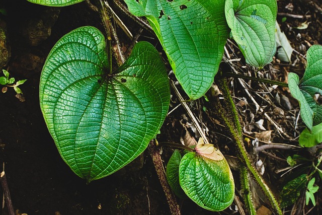 Free Leaves Foliage photo and picture