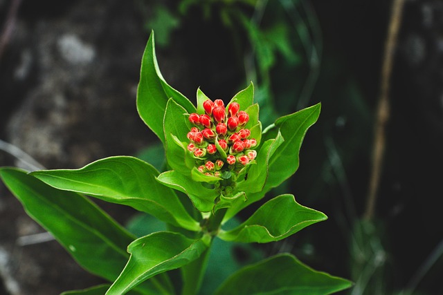 Free Plant Flowers photo and picture