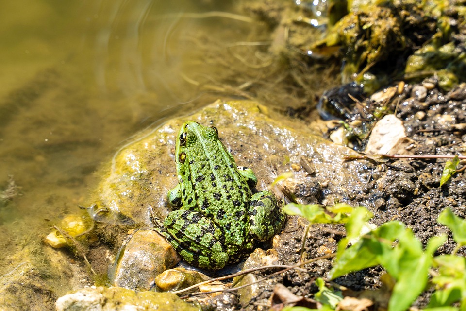 frog-7369010_960_720.jpg