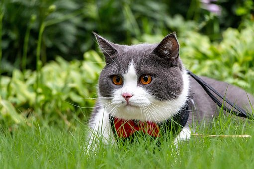Free Cat Outdoors photo and picture