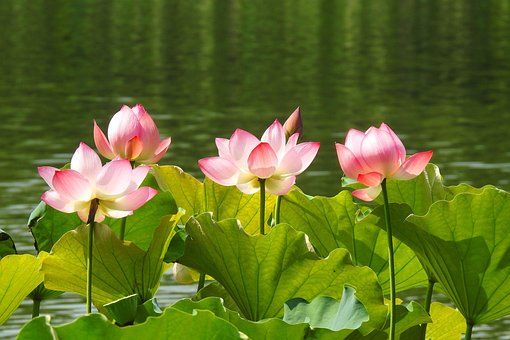Free Lotus Water Lilies photo and picture