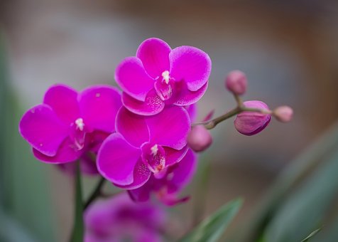 Free Pink Flowers Orchids photo and picture