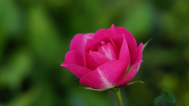 Free Pink Rose Pink Flower photo and picture