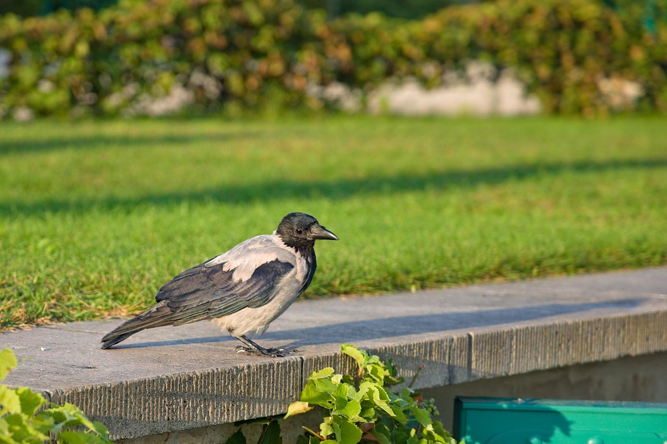 crow-7369448_960_720.jpg