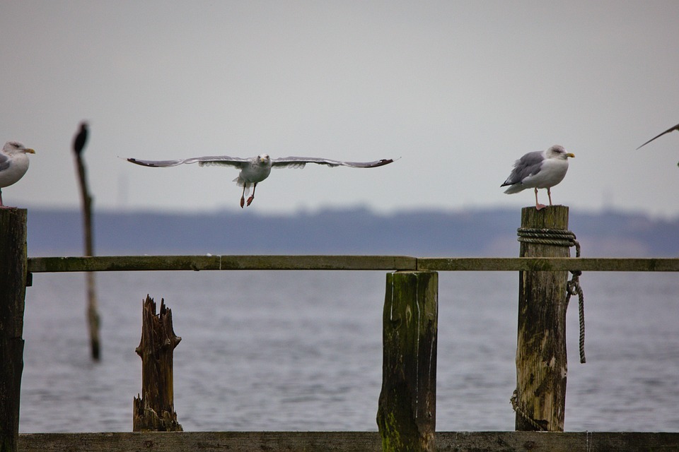 seagulls-7369454_960_720.jpg