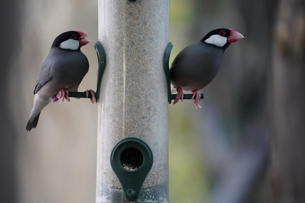 Bird Beak Java Finch - Free photo on Pixabay
