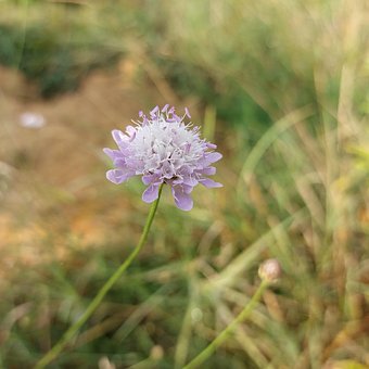 Blume, Feld, Wiese, Gemüse, Flora