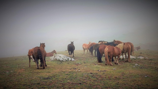 Free Fog Horses photo and picture